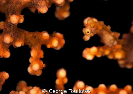 Camouflage Level 1000!!! by George Touliatos 