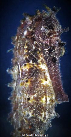 Close up Headshot of a very shy Sea horse with head bowin... by Niall Deiraniya 