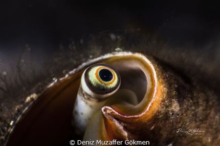 I am looking you by Deniz Muzaffer Gökmen 