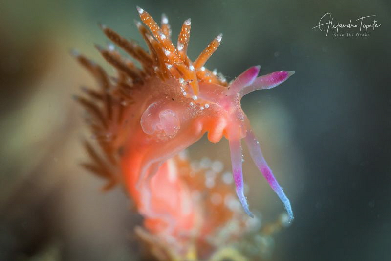 Nudibranch Pink, La Paz México by Alejandro Topete 