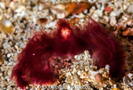 Orangutan Crab!!! by George Touliatos 