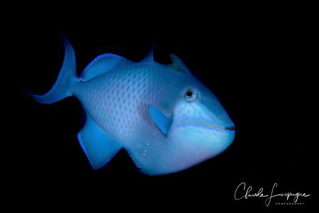 Black and Blue ! by Claude Lespagne 