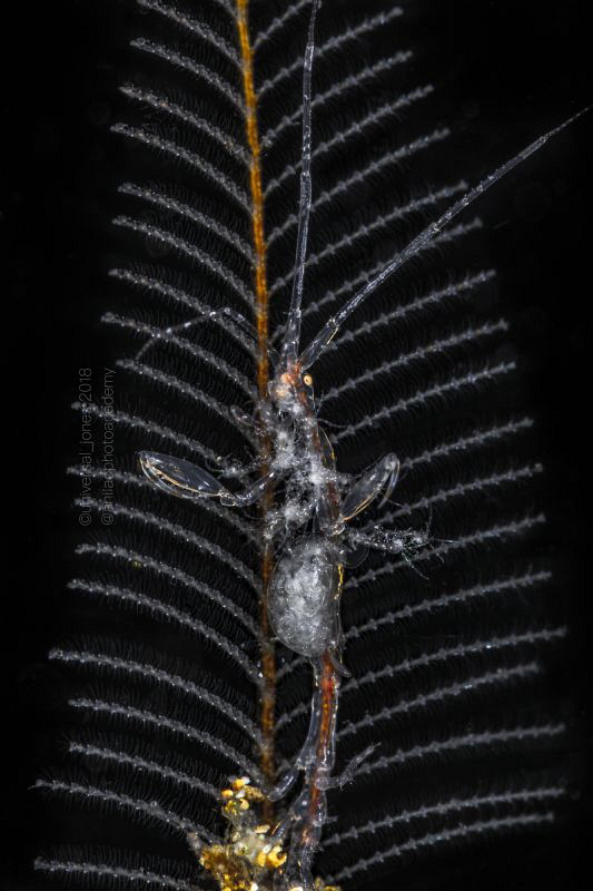 Caprella sp. with young & egg by Wayne Jones 