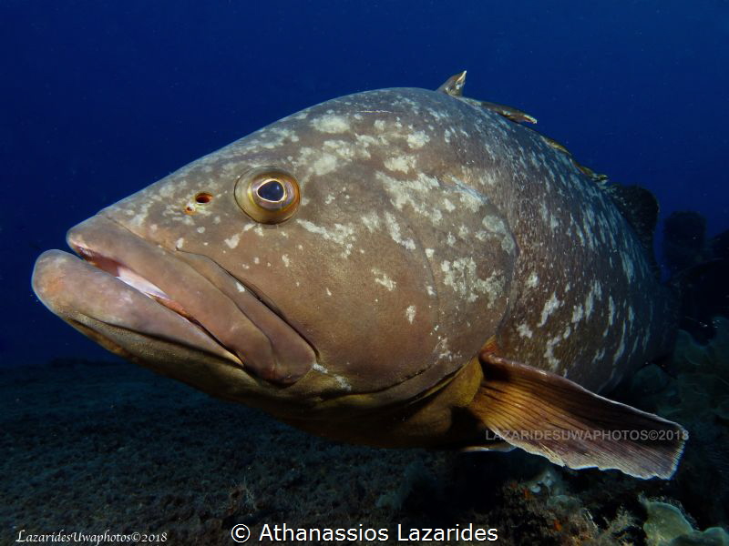 Grouper by Athanassios Lazarides 