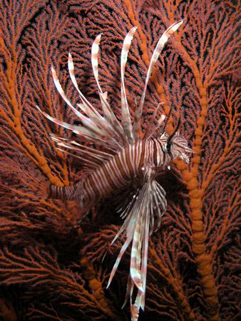 Lionfish Fandango. Taken under Pertamina Pier with an Oly... by Nick Hobgood 