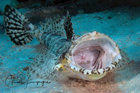 I am tired ! by Claude Lespagne 