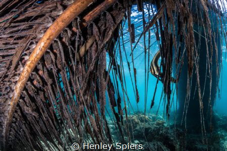 Hidden Bat by Henley Spiers 