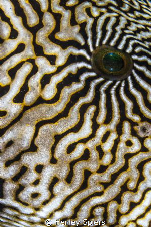 Map Puffer Close-Up by Henley Spiers 