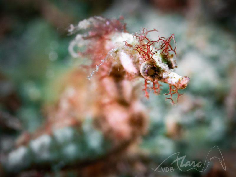 redpipe by Marc Van Den Broeck 