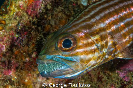 Mouth full of eggs!!! by George Touliatos 