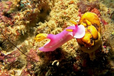 one of my favorites underwater : nudis!
this shot was ta... by Mona Dienhart 