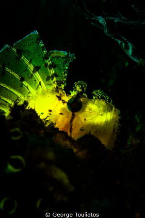 Back light Leaf Fish by George Touliatos 