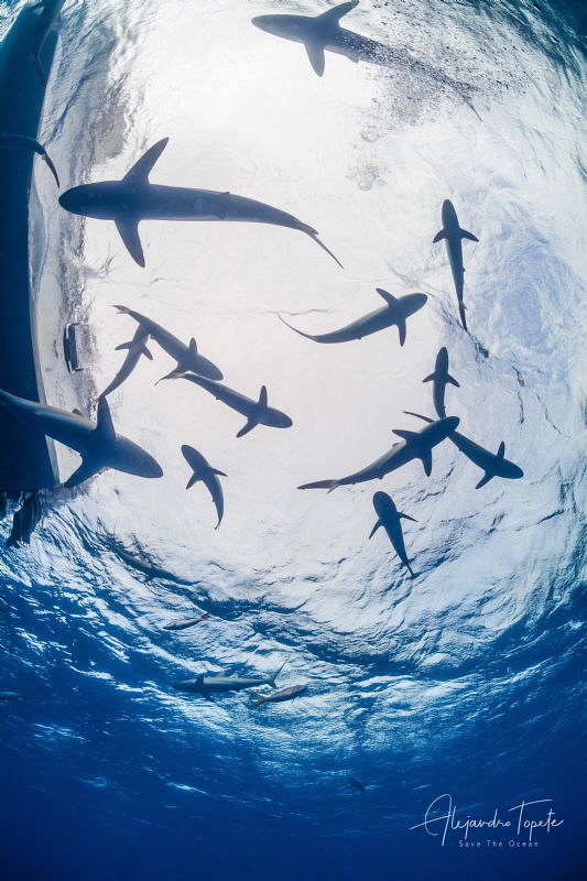 Sharks in Surface, Gardens of the Queen Cuba by Alejandro Topete 