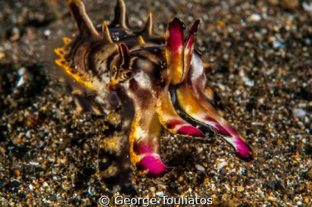 Flamboyant Cuttlefish!!! by George Touliatos 
