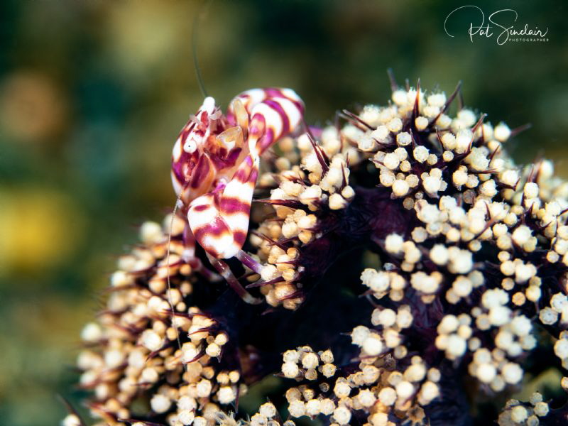 Crab surveying his domain by Patricia Sinclair 
