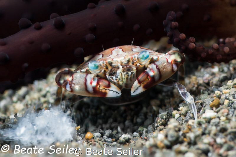 Crab by Beate Seiler 