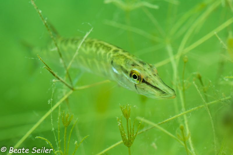 Juvenile pike by Beate Seiler 