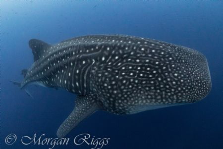 There is nothing quite like having a one on one encounter... by Morgan Riggs 