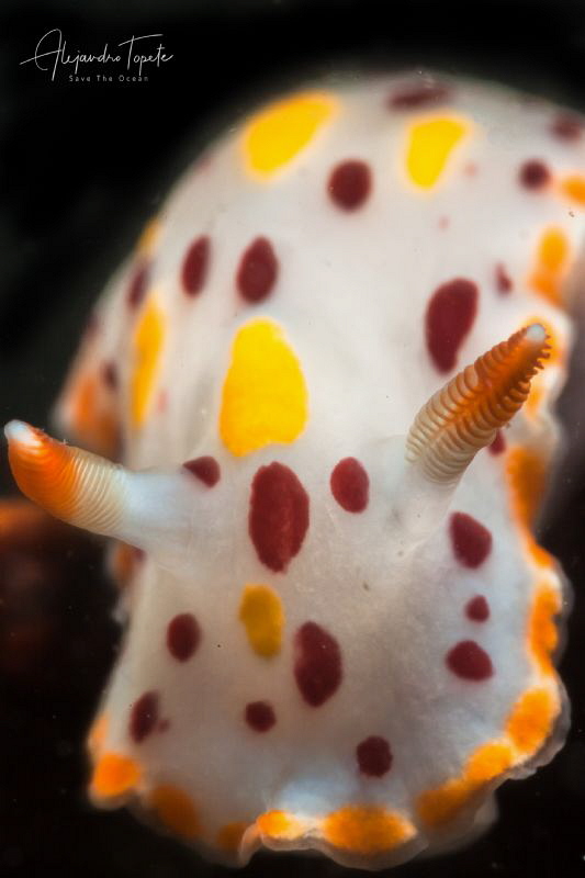 Nudibranch White, La Paz México by Alejandro Topete 