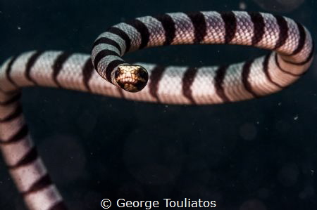 Lucky Shot!!! by George Touliatos 