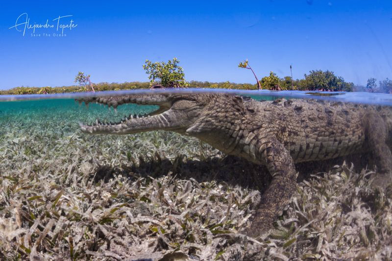 Cocodrile and Blue Sky, Gardens of the Queen Cuba by Alejandro Topete 