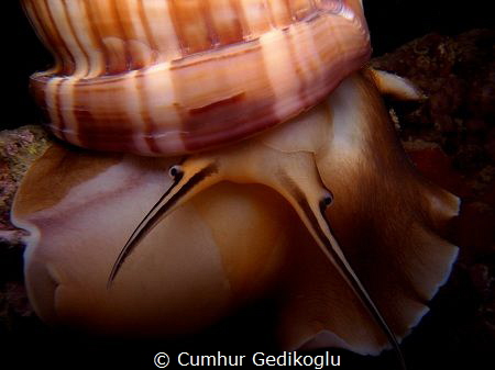 Phalium granulatum by Cumhur Gedikoglu 