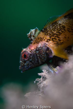 Blackface Blenny by Henley Spiers 