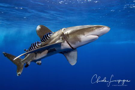 Victim of humans by Claude Lespagne 
