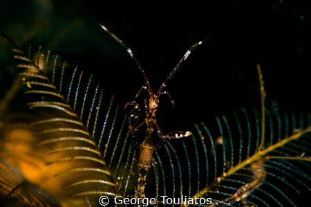 Skeleton Shrimp!!! by George Touliatos 