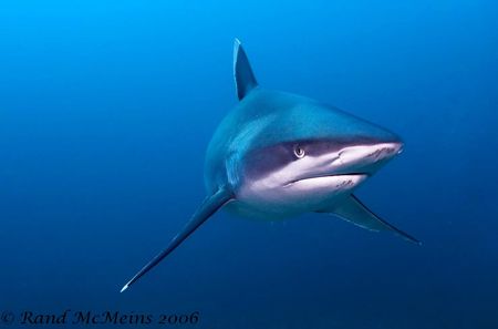 Silvertip Shark. Not easy to see in this small photo but ... by Rand Mcmeins 