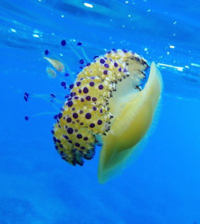 Cassiopea Mediterranea (Cotylorhiza tuberculata) Isola di... by Daniele Consani 