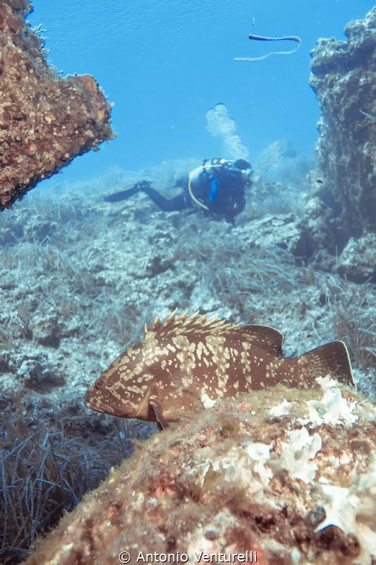 Grouper shot,Ustica,Italy by Antonio Venturelli 