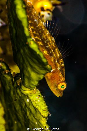 Goldie!!! by George Touliatos 