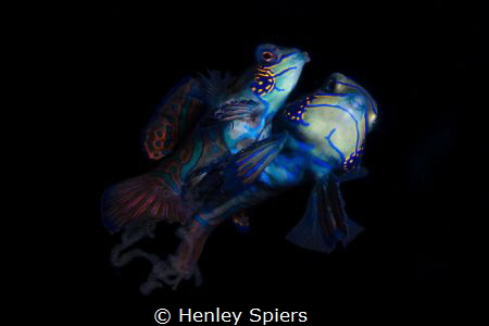 Mating Mandarins by Henley Spiers 