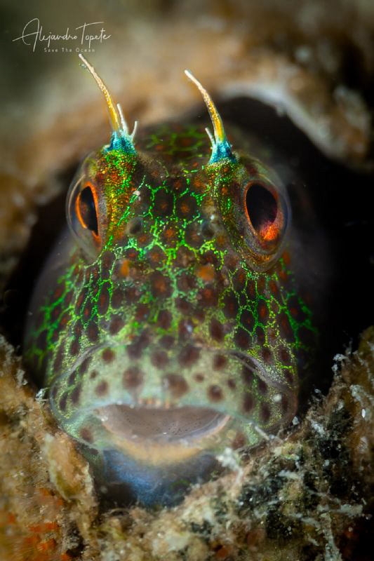 Blenny in Home, La Paz México by Alejandro Topete 