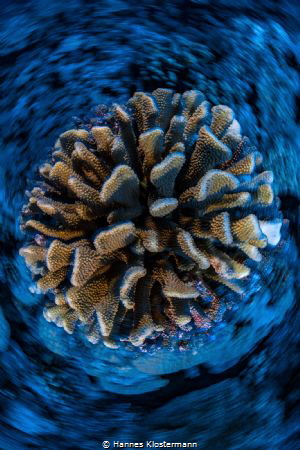 Coral with a twist! by Hannes Klostermann 