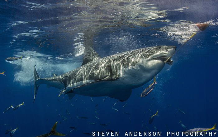Constant pursuit ends in success. A game of keep away end... by Steven Anderson 