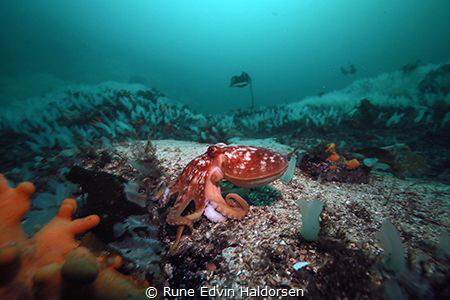 A curled octopus is out late afternoon. by Rune Edvin Haldorsen 