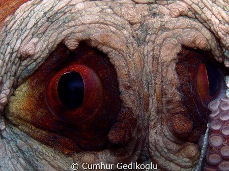 Octopus vulgaris
Face by Cumhur Gedikoglu 