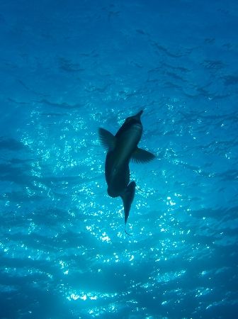 Taken at Shark Reef with E300. by Nikki Van Veelen 