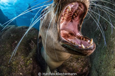 Sir! Are you the dentist?! by Hannes Klostermann 