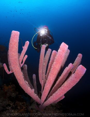 Towering tube sponges of Bonaire by Nick Polanszky 