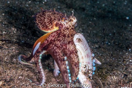 I am out of here!!! by George Touliatos 