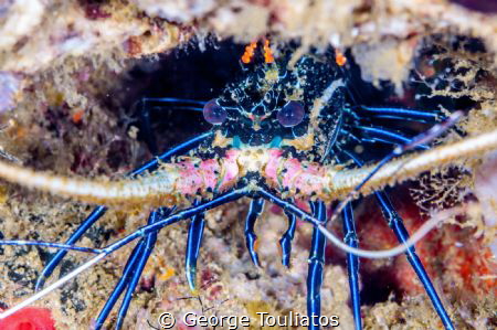 Blue the lobster by George Touliatos 