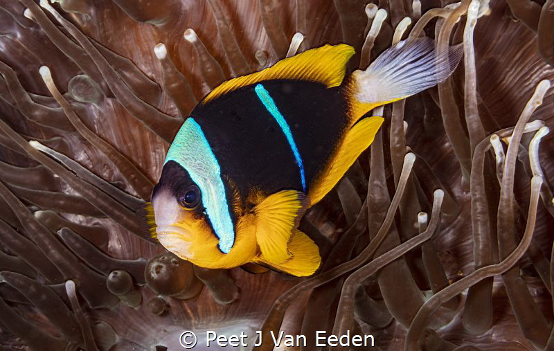 Wiggle Dancer

The continuous movement of  a twobar clo... by Peet J Van Eeden 
