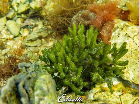 Green nudibranch groene zeewierslak, Elysia viridis by Eduard Bello 