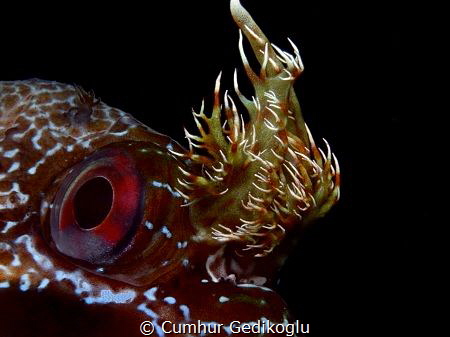 Parablennius gattorugine
The eye & branched head tentacles by Cumhur Gedikoglu 