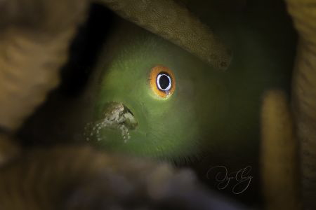 A bearded goby with a tiny crab in its mouth which stayed... by Joyce Chang 