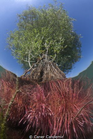Look at the tree from under the water 
 by Caner Candemir 