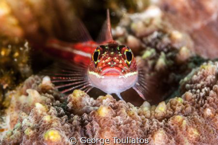 Hey!!!! by George Touliatos 